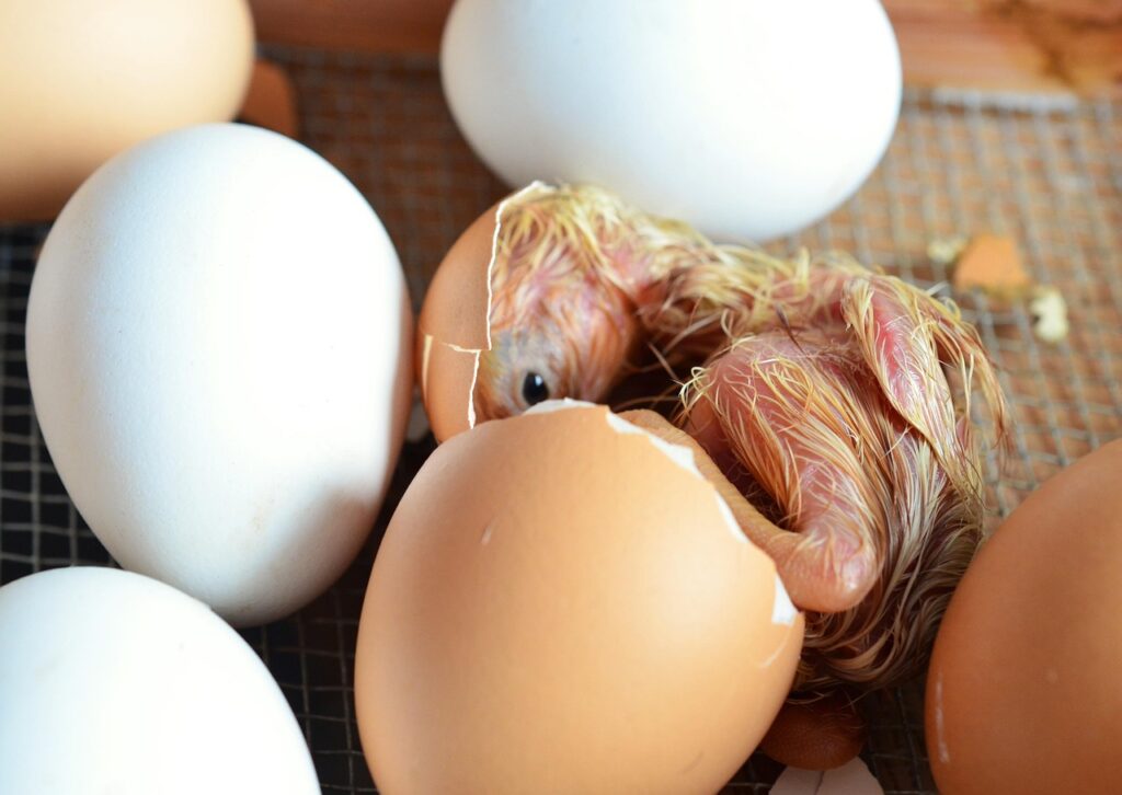 21 days of chicken egg development