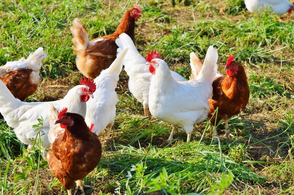 How many chicken breeds are there?