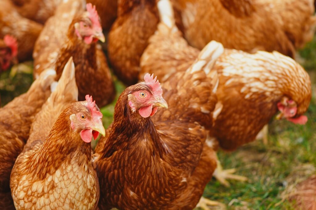 How many chicken breeds are there?