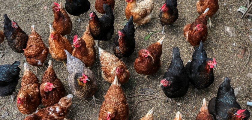 Chicken breeds chart with names