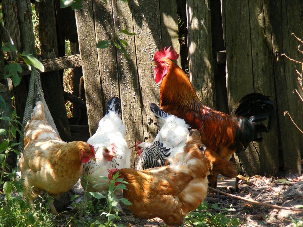How many chicken breeds are there?
