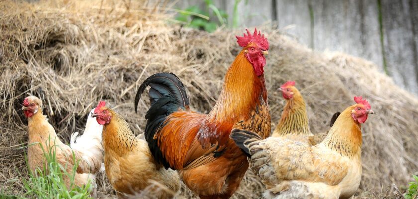 How many chicken breeds are there?