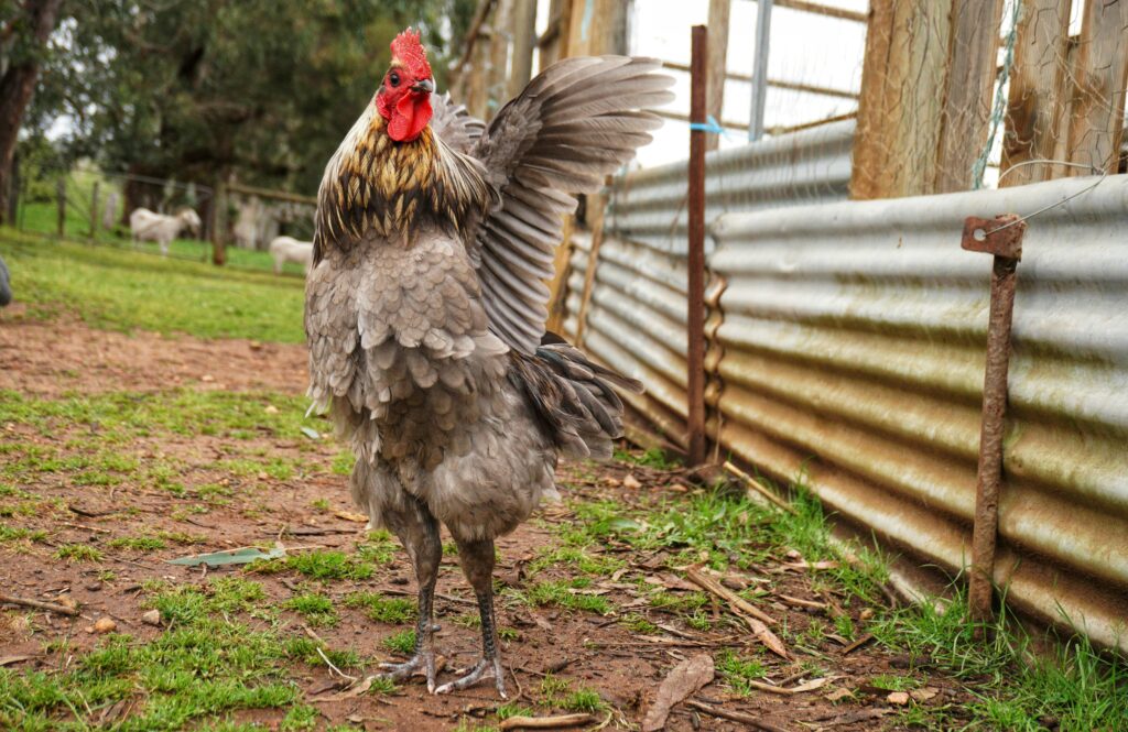 How to tell a rooster from a hen at 1 week