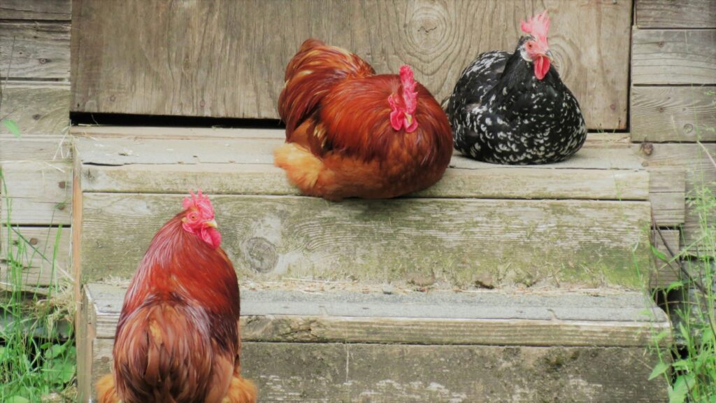 How to tell a rooster from a hen at 1 week