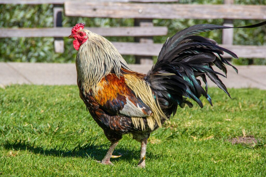 What is a group of roosters called?