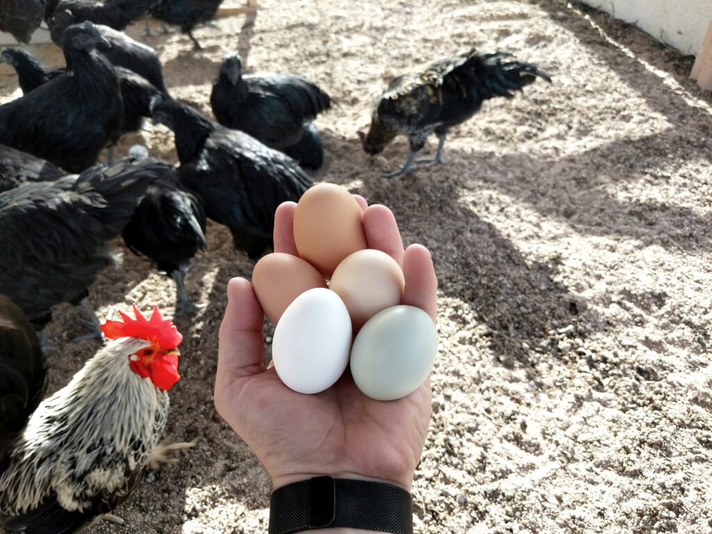 How many eggs does a hen lay a day?