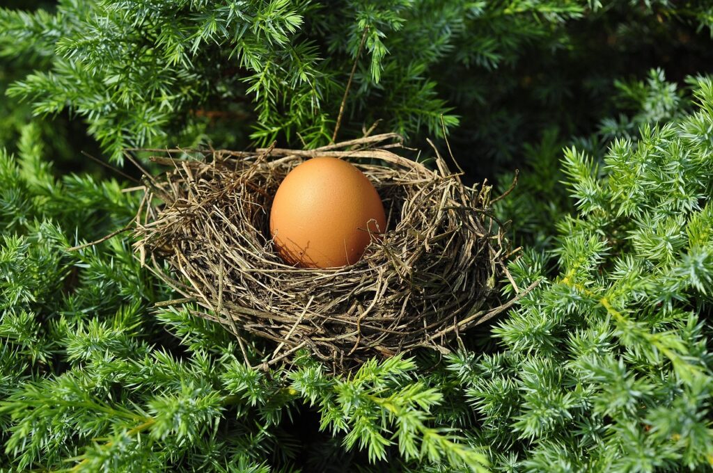 21 days of chicken egg development