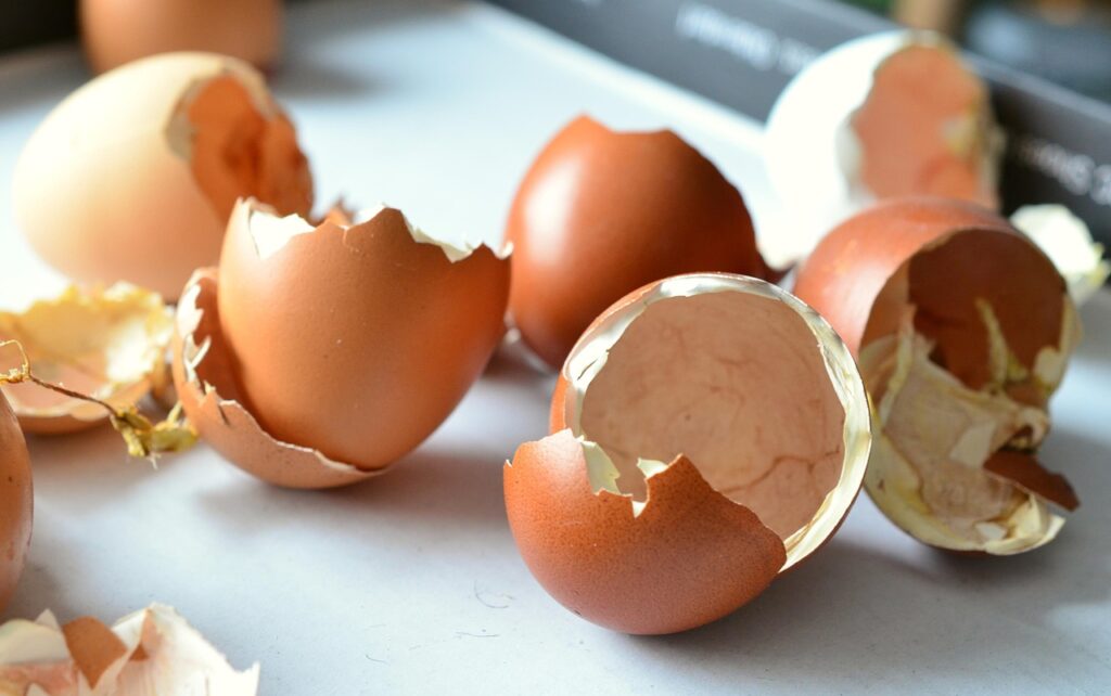 Stages of chicken egg development