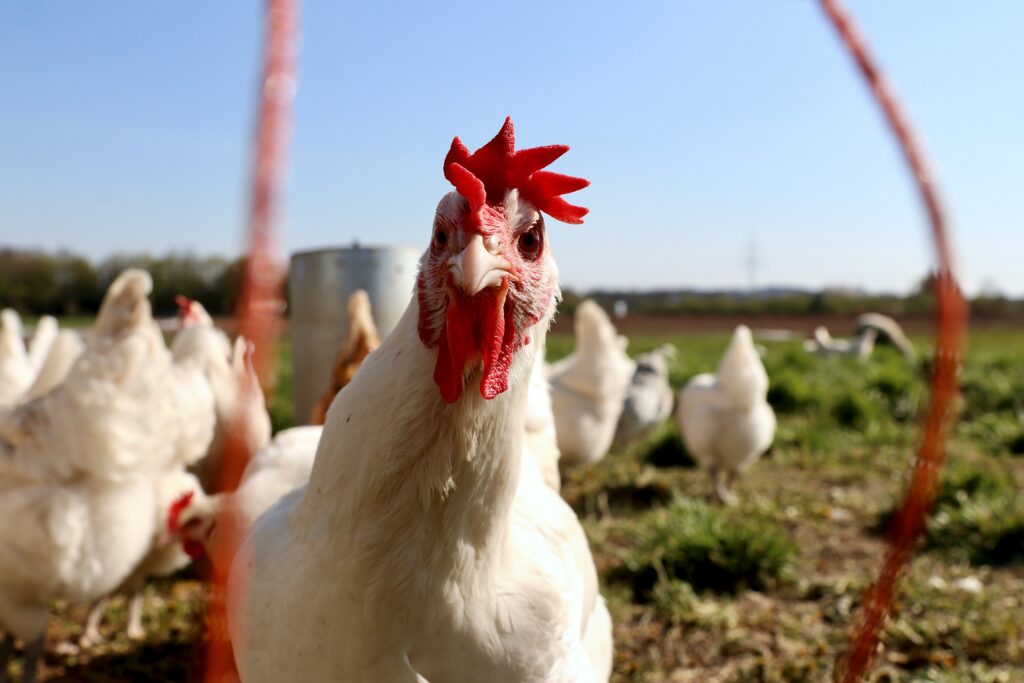 Difference between a chicken and a rooster