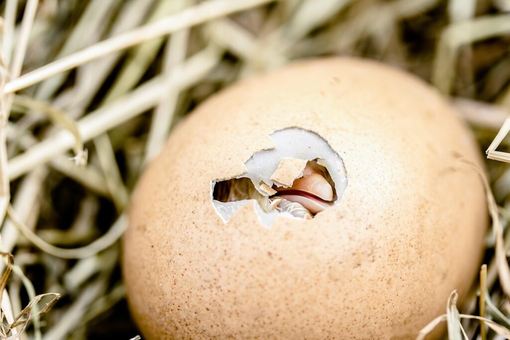 21 days of chicken egg development