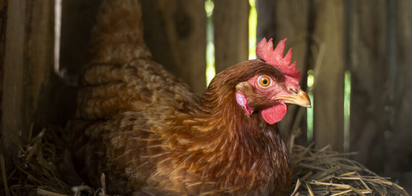 How to hatch a chicken egg