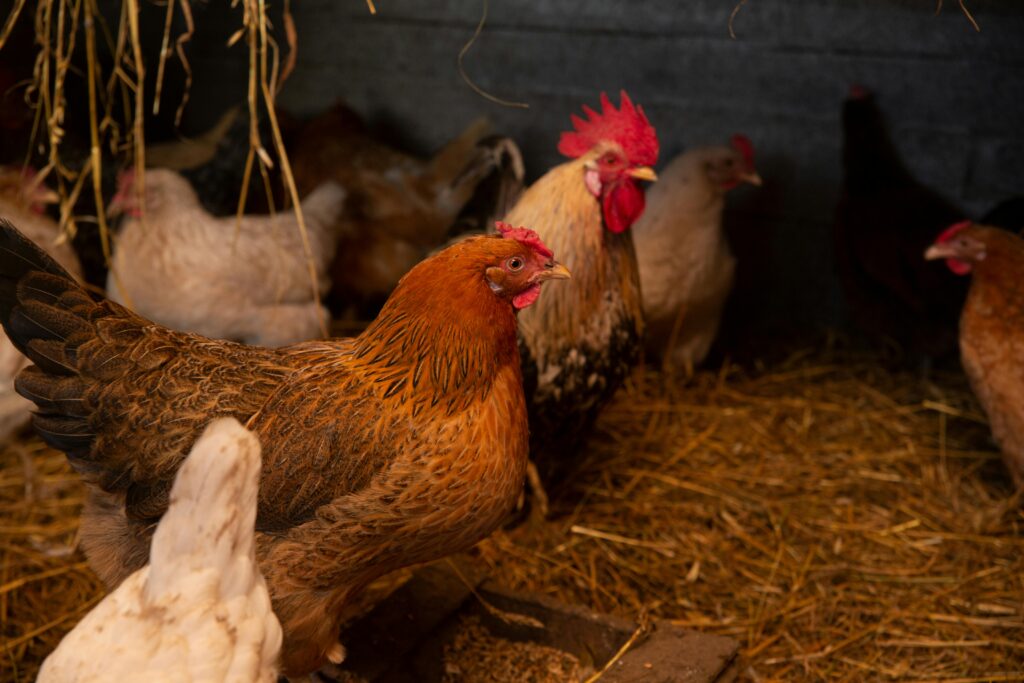 How many eggs does a hen lay a day?