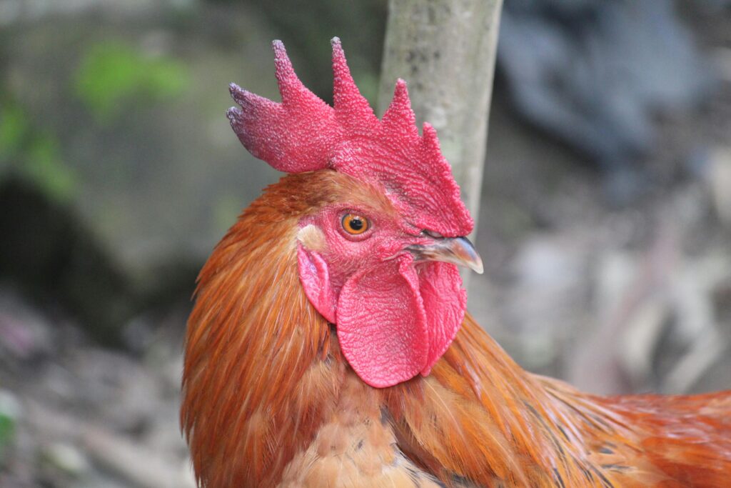 What is wry neck in chickens?