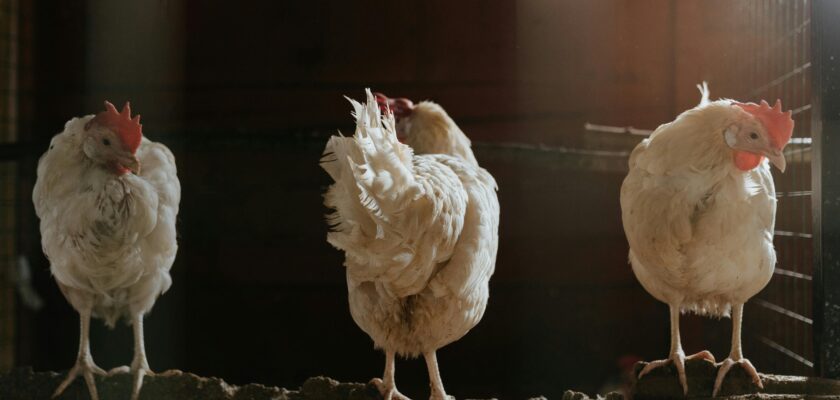 How many years do chickens live?