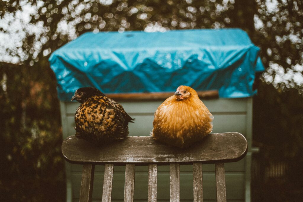 How many years do chickens live?