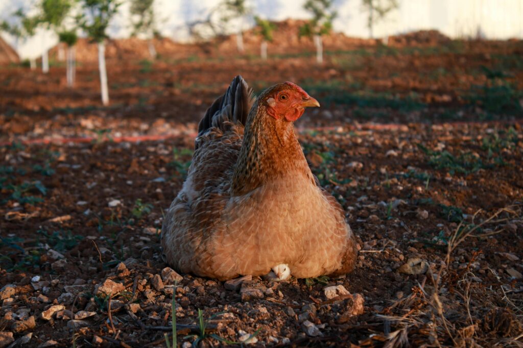 How many eggs does a hen lay a day?