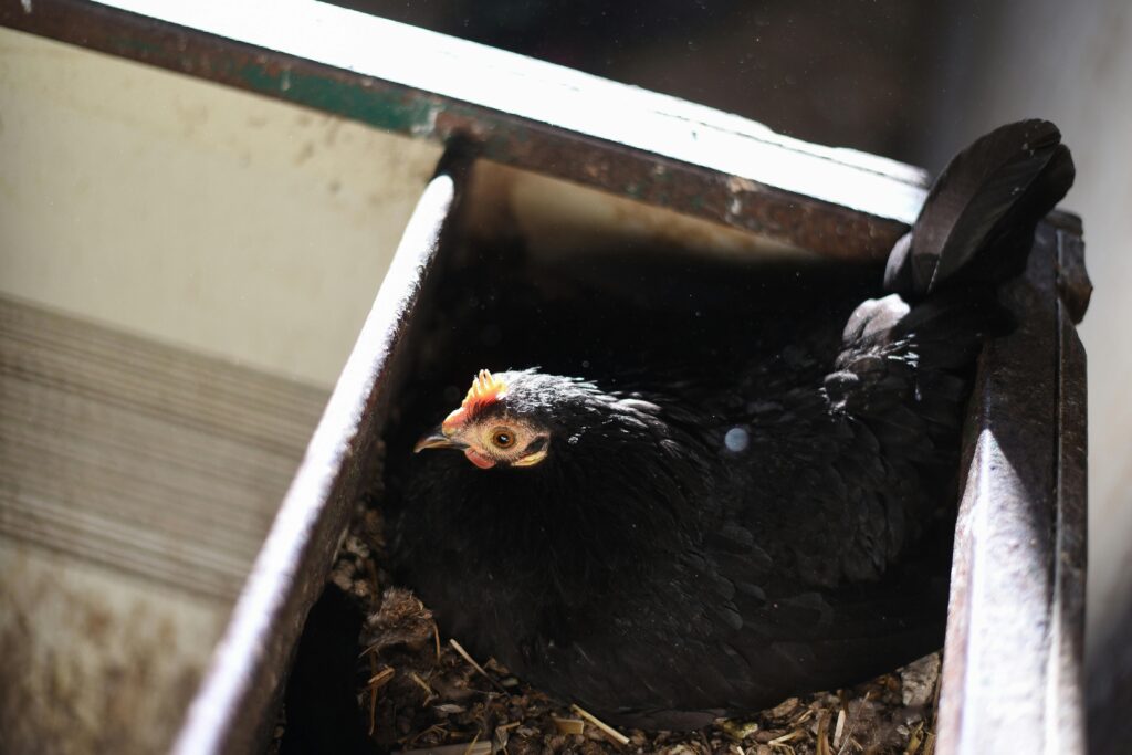 How many eggs does a hen lay a day?