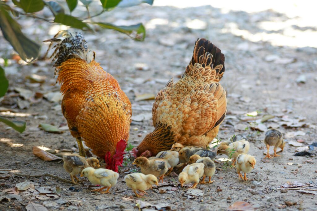 Life expectancy of a chicken