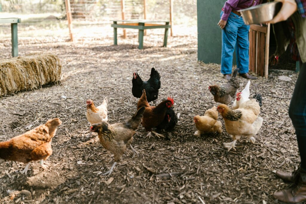 How many years do chickens live?