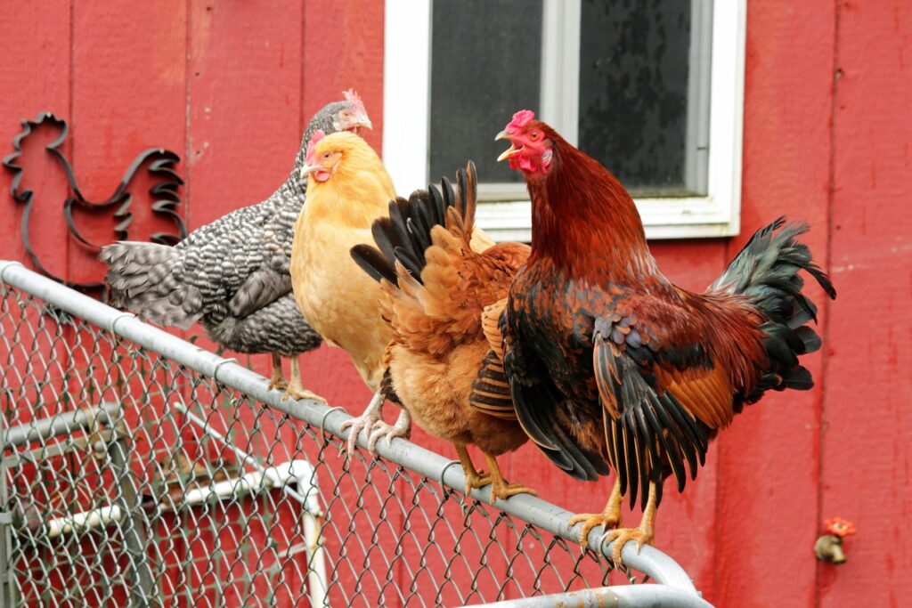 How to tell a rooster from a hen at 1 week