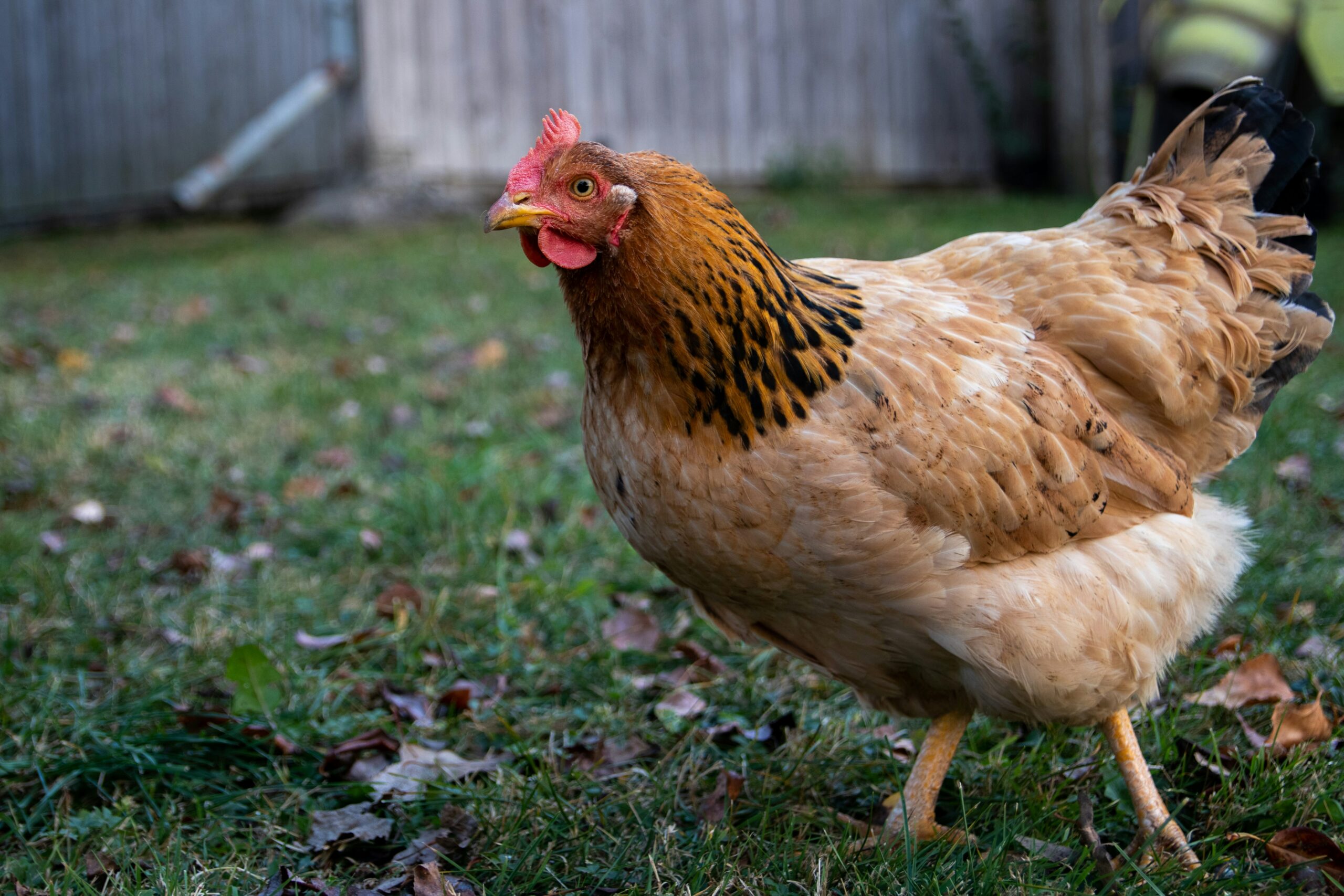 Difference between a chicken and a rooster