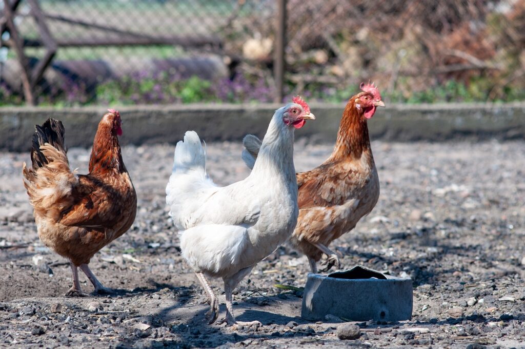How many chicken breeds are there?