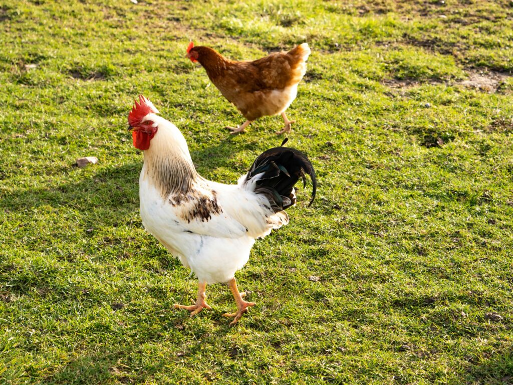 Difference between a chicken and a rooster