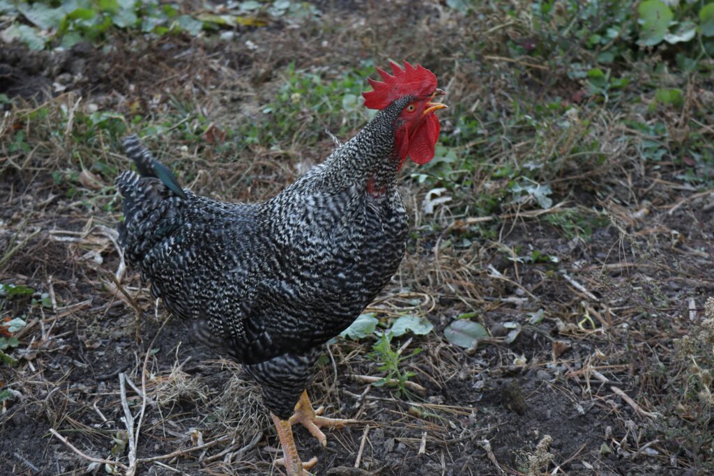 How to tell a rooster from a hen at 1 week