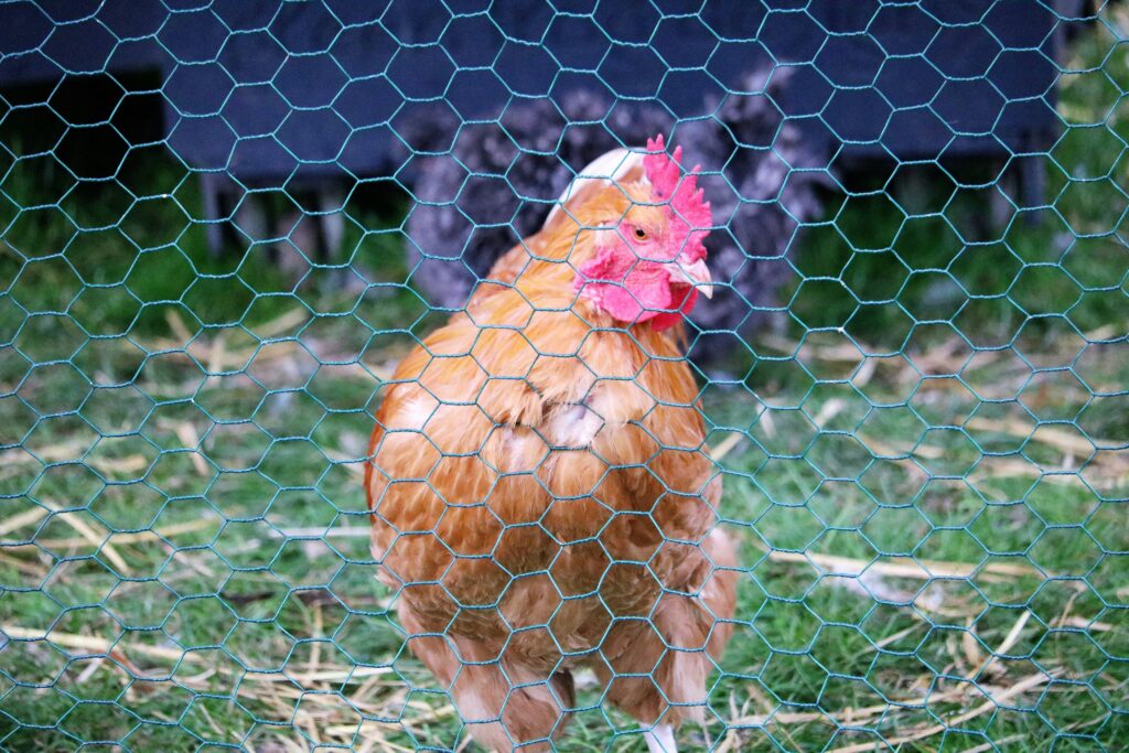 DIY chicken coop and run