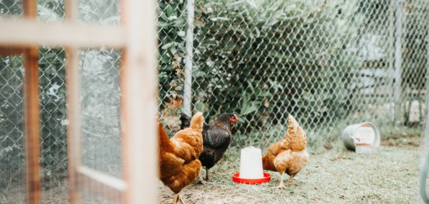 How to make a chicken coop