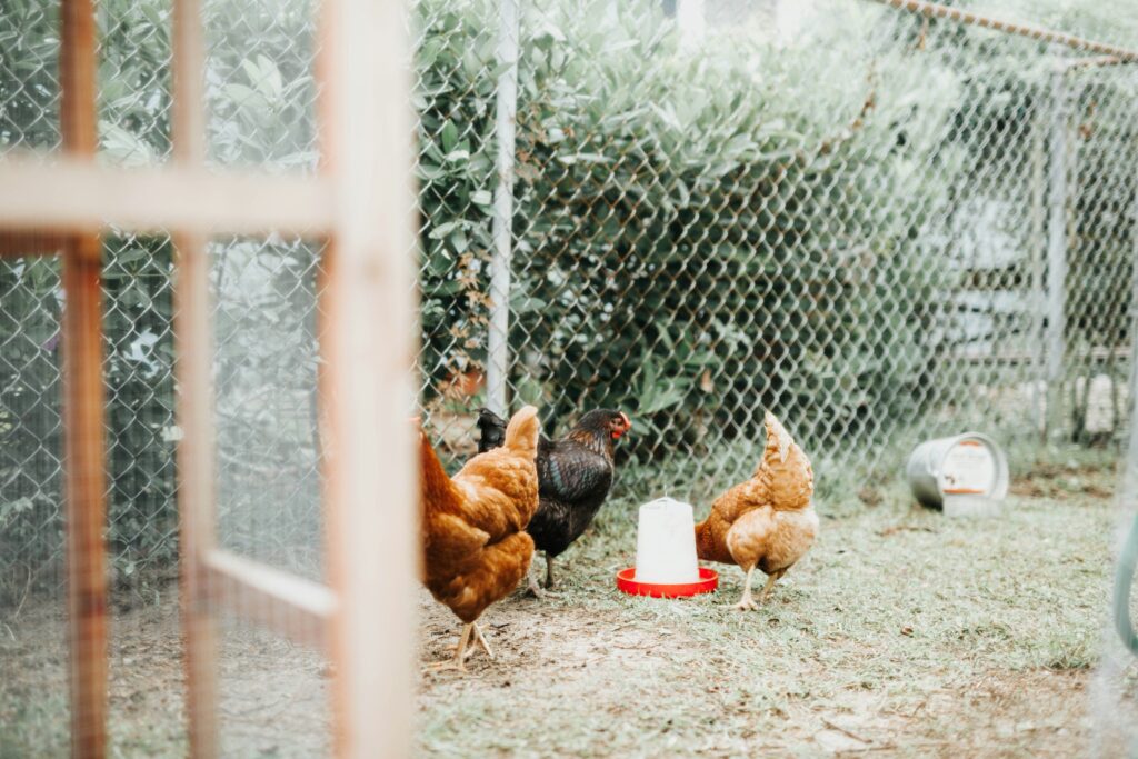 How to make a chicken coop