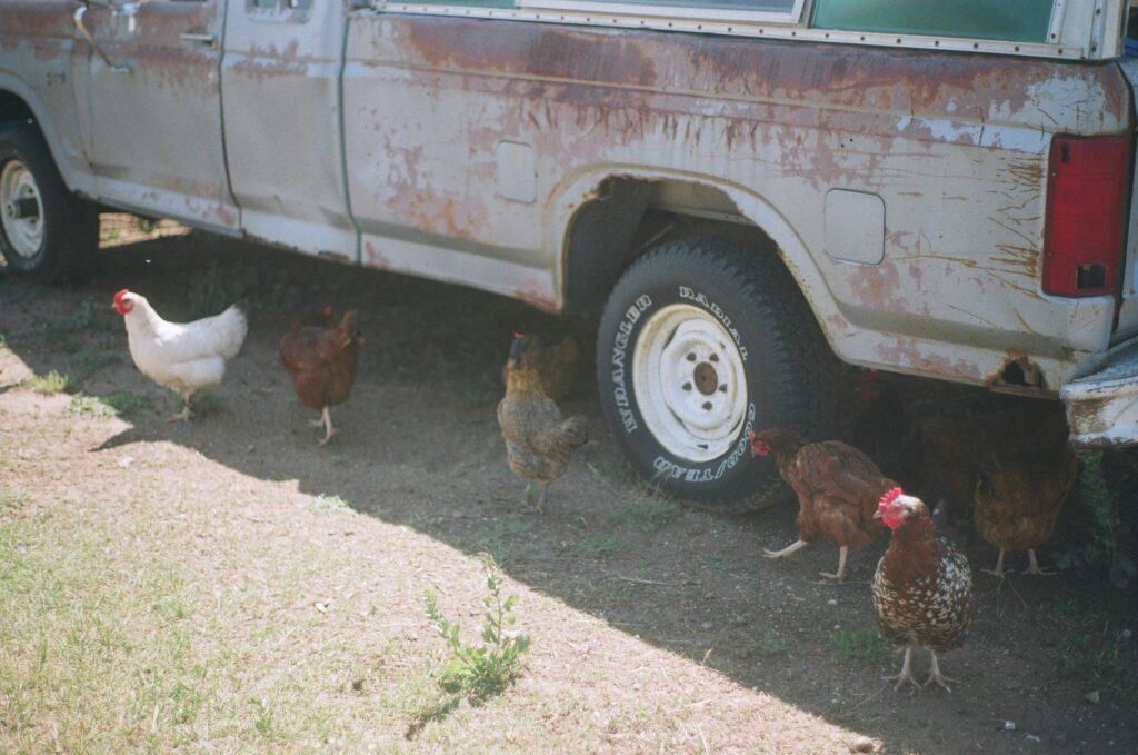 Mobile chicken coop for sale