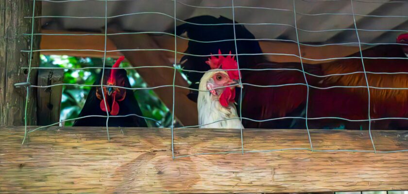 How to build a chicken coop