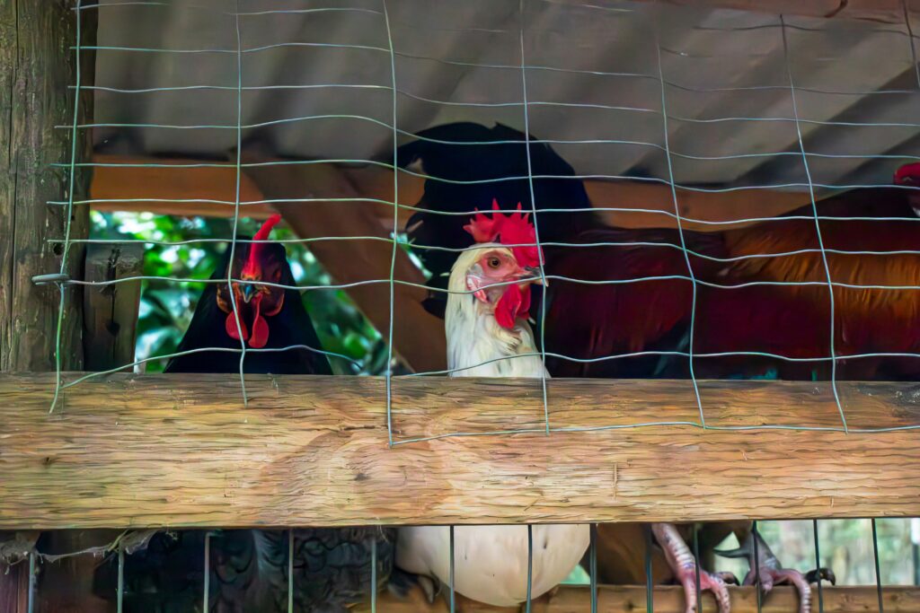 DIY chicken coop and run