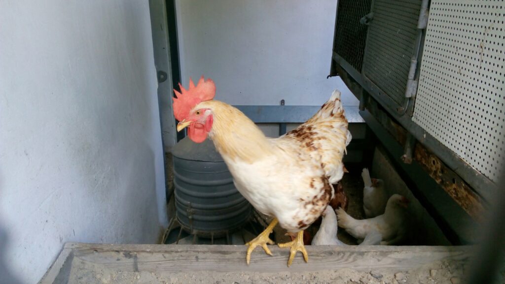Chicken coops for sale near me