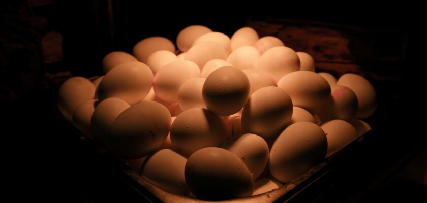 How long do farm eggs last on the counter?