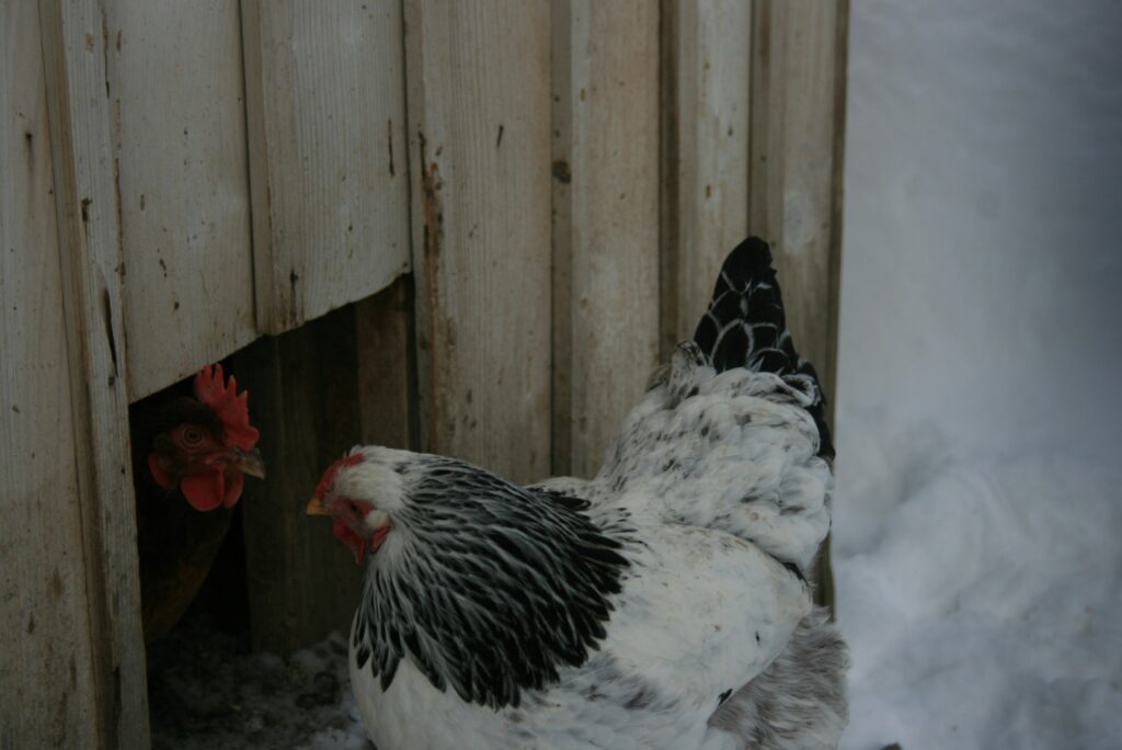 Chicken coops for sale near me