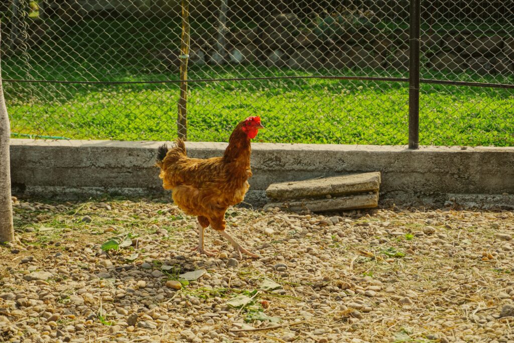 DIY chicken coop and run
