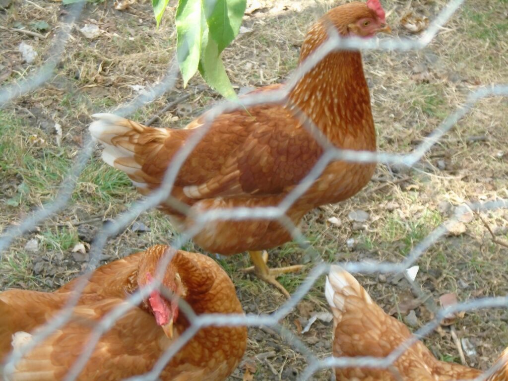 How to insulate a chicken coop