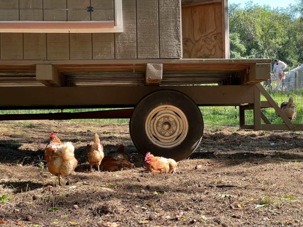 Mobile chicken coop for sale