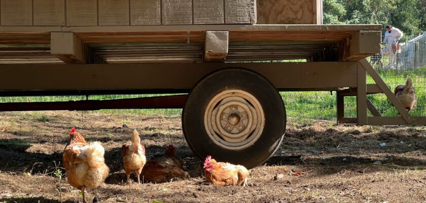 Mobile chicken coop for sale