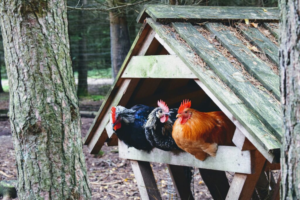 How to build a chicken coop