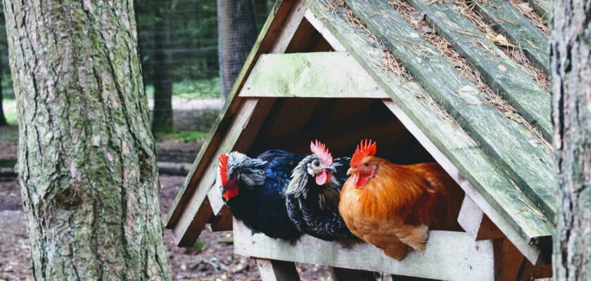 Chicken coops for sale near me