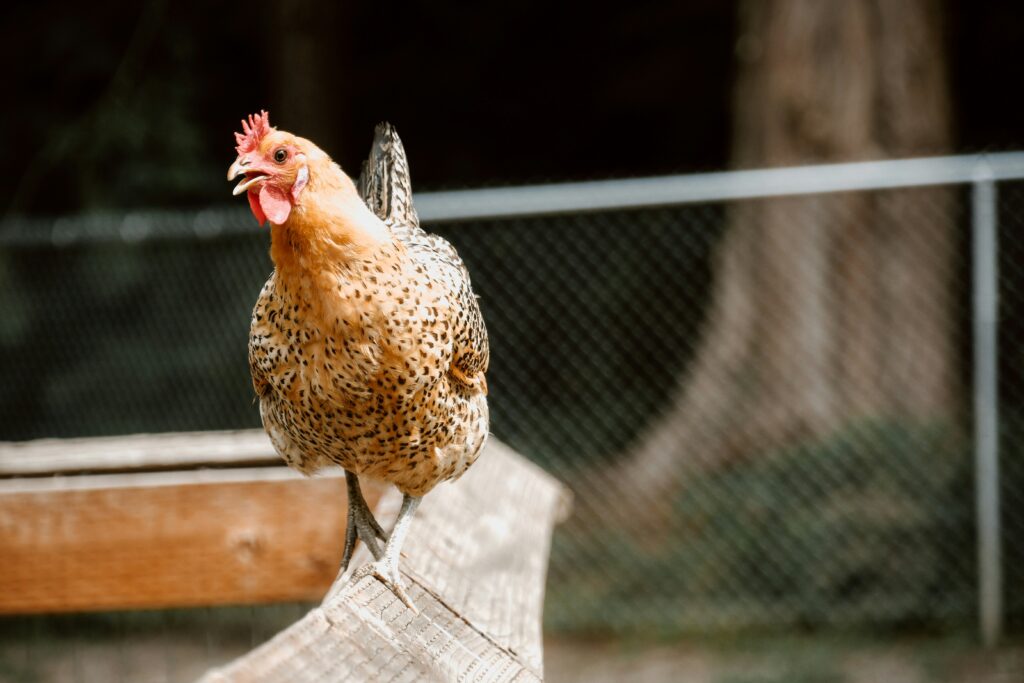 How to insulate a chicken coop