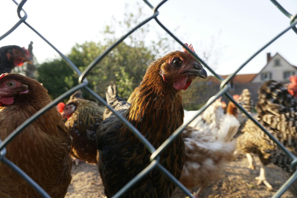 How to insulate a chicken coop