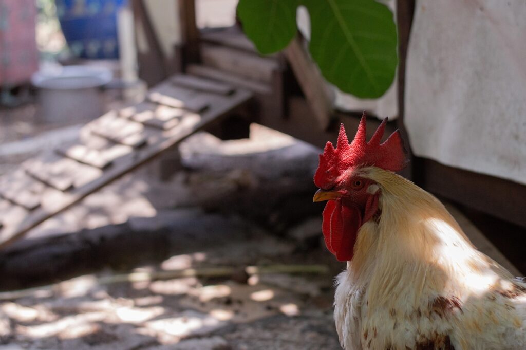 How to build a chicken coop