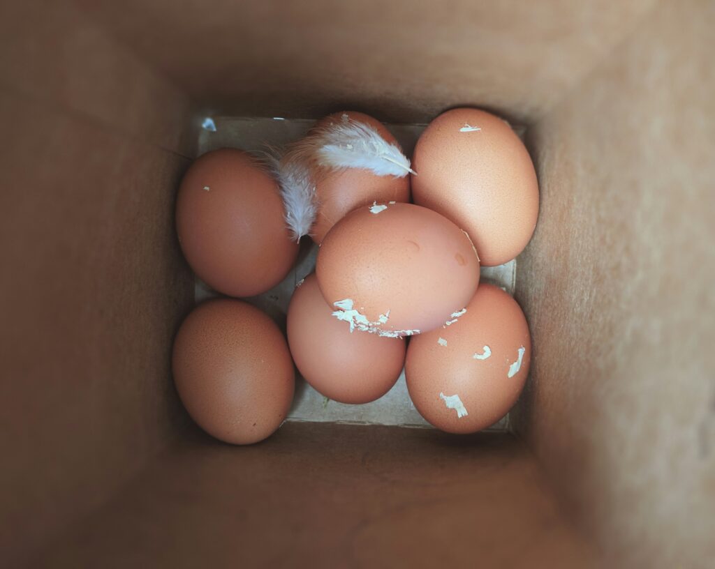 How long do farm eggs last on the counter?