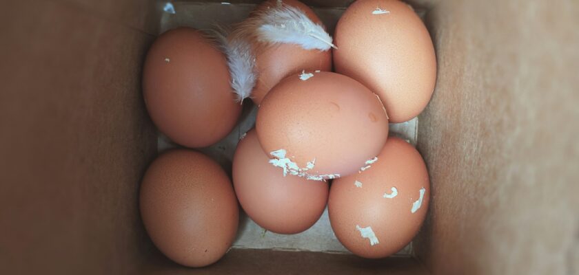 How long do farm fresh eggs last unwashed?