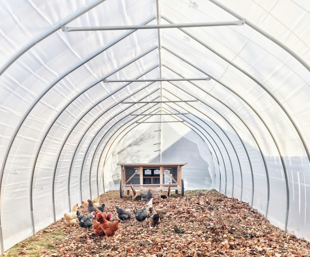 How to build a chicken coop