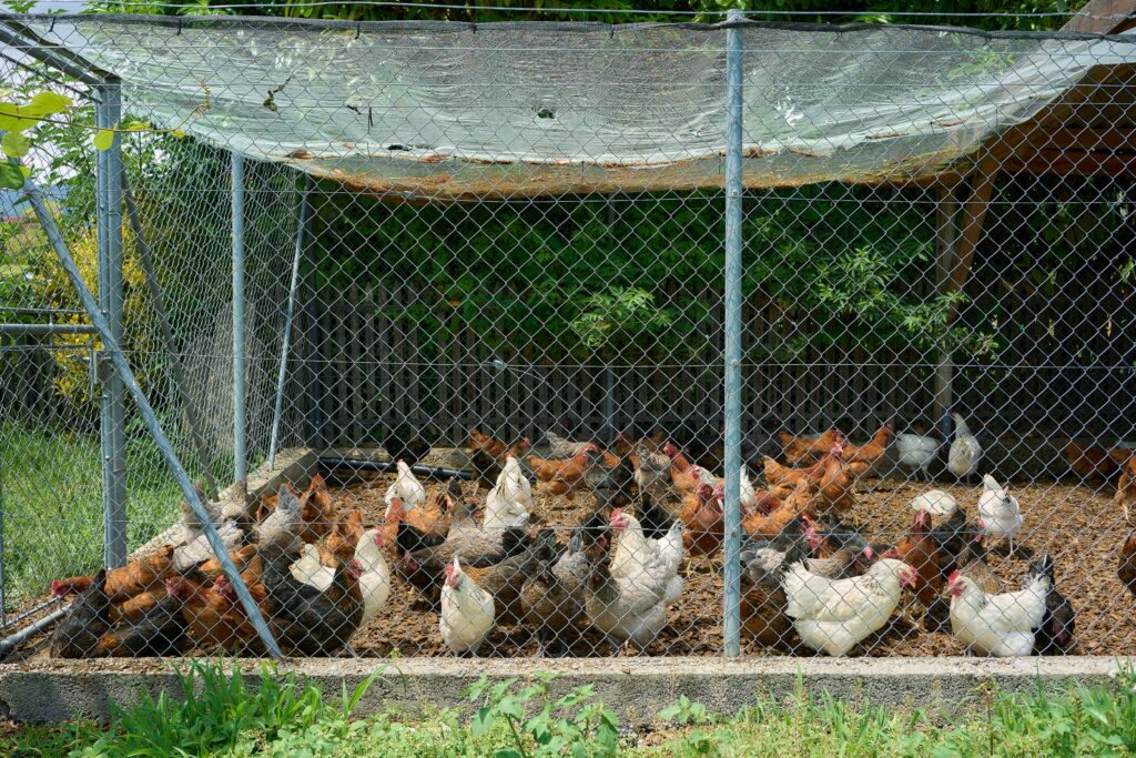 DIY chicken coop and run